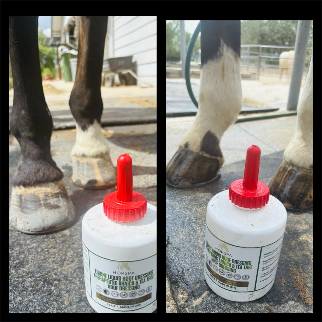 Equine Liquid Hoof Dressing Arnica & Tea Tree 32 oz