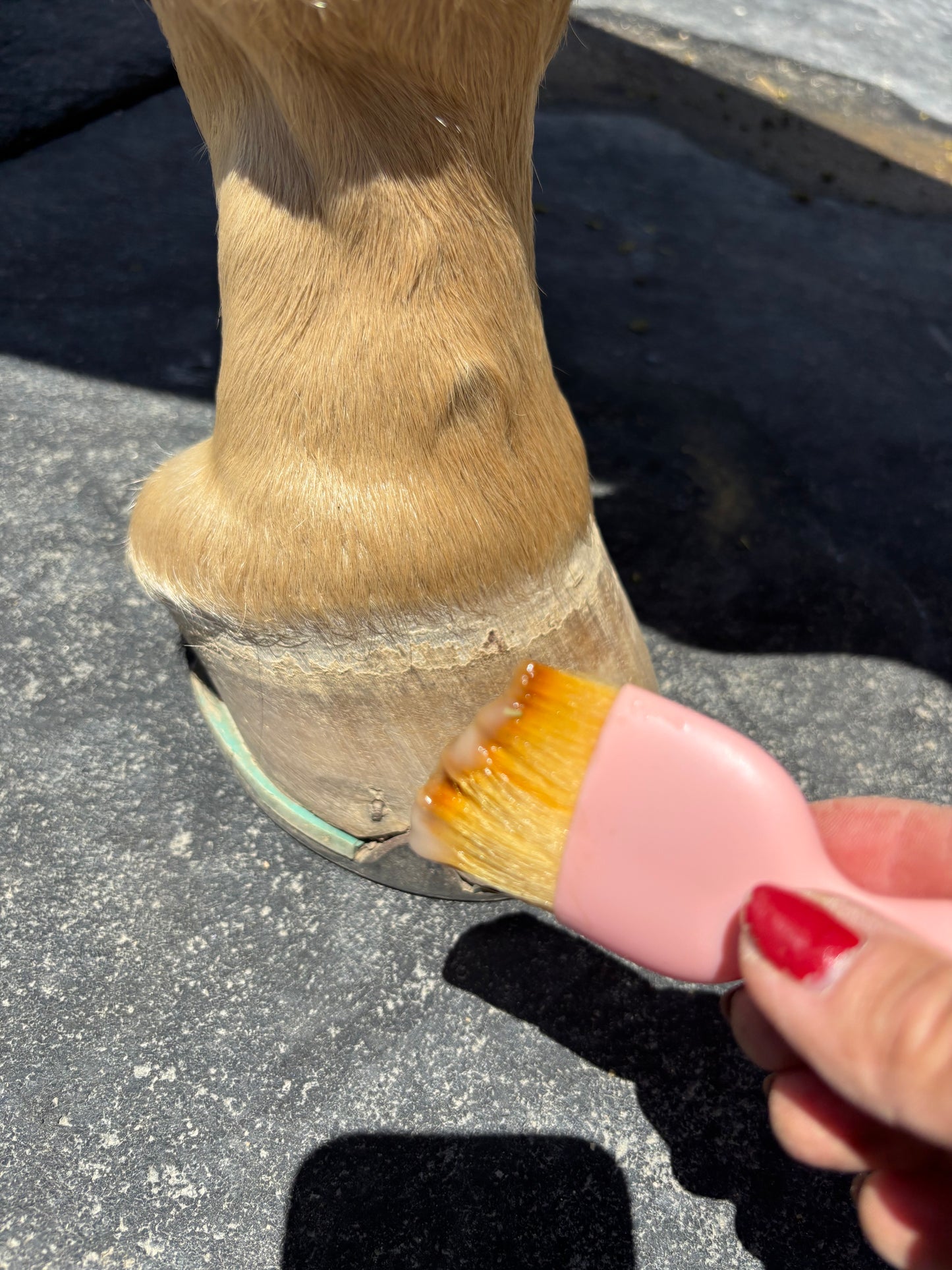 Hoof Balm Hydrator 100% Natural with Brush Applicator 5 oz