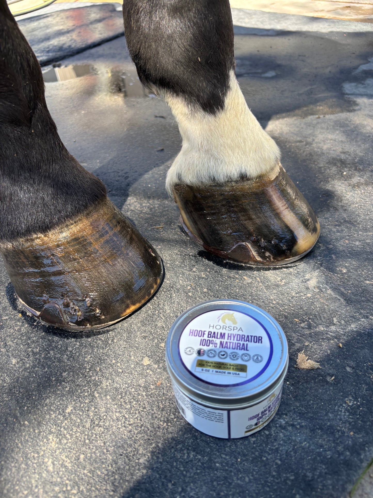 Hoof Balm Hydrator 100% Natural with Brush Applicator 5 oz