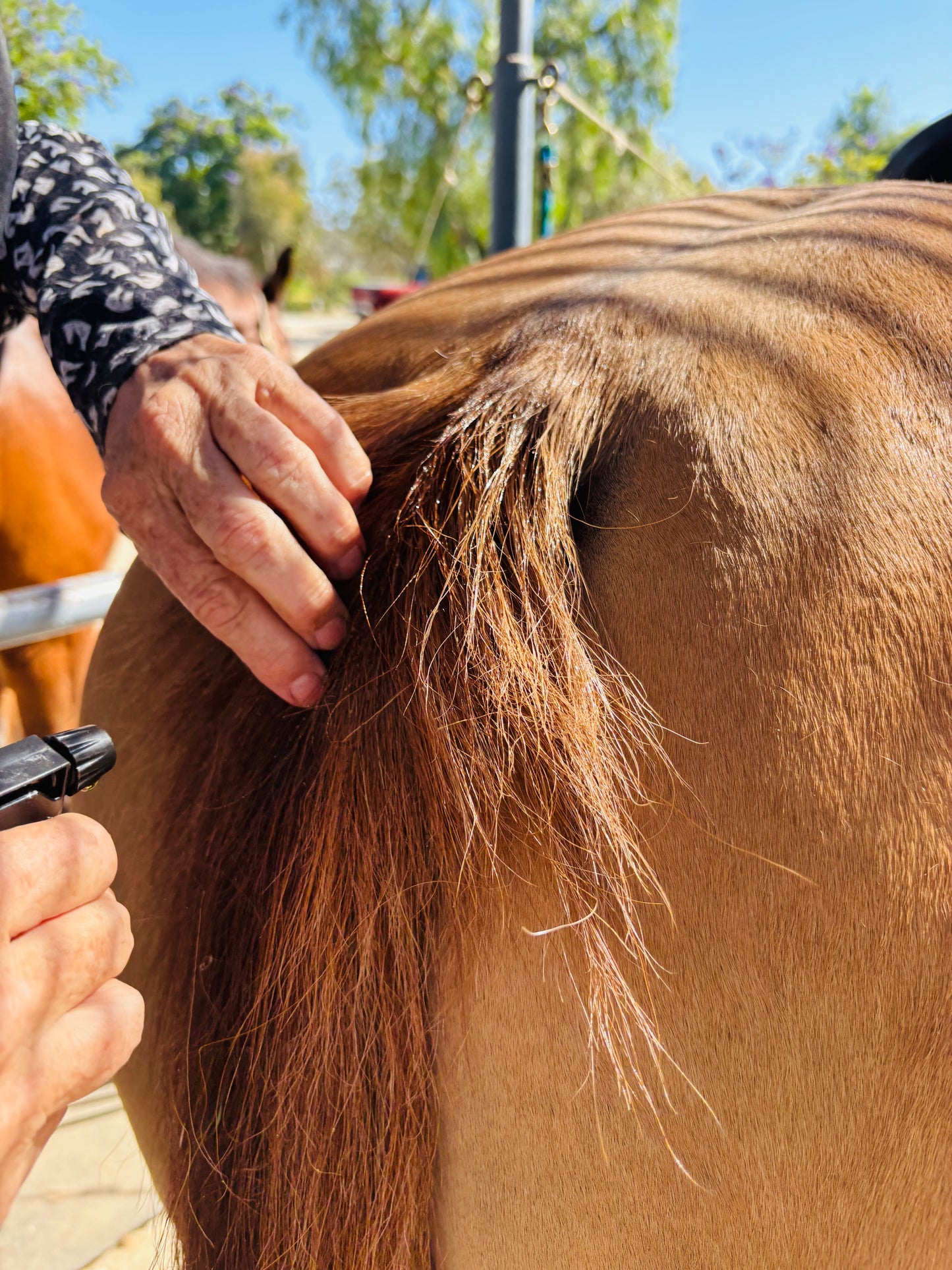 Equine Hair Growth Support Oil 16 oz